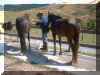 Gerry grooming the horses.jpg (75561 bytes)